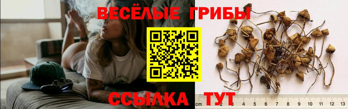 Лесозаводск  Псилоцибиновые грибы Psilocybe  Вход с VPN 